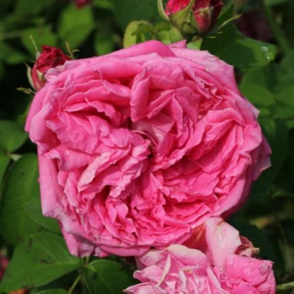 Rudolf Geschwind Rosa Aurelia Liffa