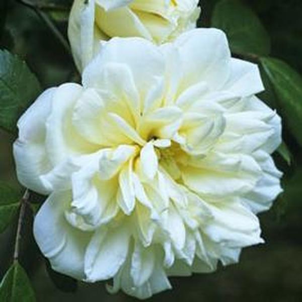 damaszkuszi 120180 cm Rosa Albéric