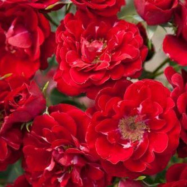 Rosa Queen Elizabeth Közép szín virágágyi