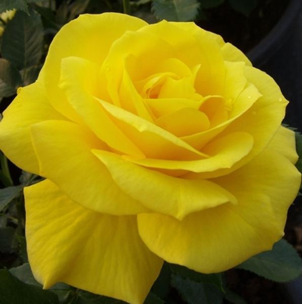 Ágyás Rosa Sunsprite Sárga virágágyi