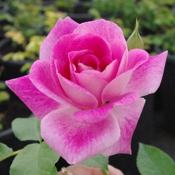 Ágyás Rosa Regensberg Rózsaszín, fehér