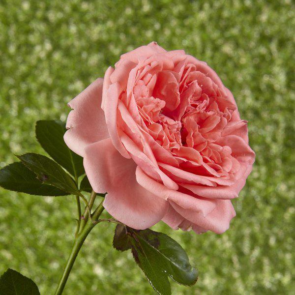 Ágyás Rosa Kimono Lazacszín virágágyi