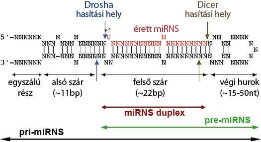 5 -kar 3 -kar 2. ábra. Kanonikus mikrorns szerkezet és biogenezis.