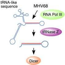 (D) trns szerű szekvenciákból Dicer és trnáz Z függő módon is keletkezhetnek mirns-ek. A Drosha funkcióját az trnáz Z helyettesíti.