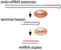 (Miyoshi, Mol Genet Genomics, 2010, ábrája alapján.