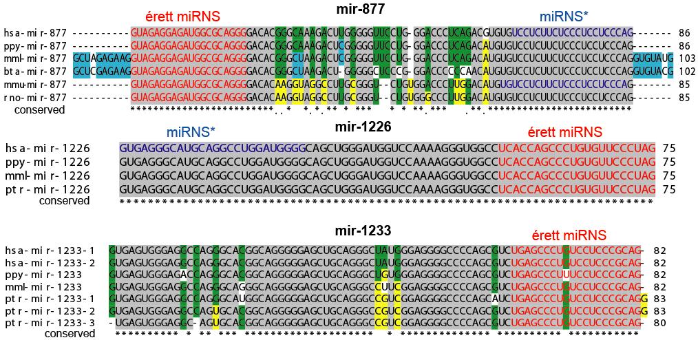 13. ábra. Három prediktált humán mirtron szekvenciája és evolúciós konzerváltságuk. A prediktált domináns érett mirns szekvencia piros, míg az esetlegesen prediktált mirns* kék színnel van jelezve.