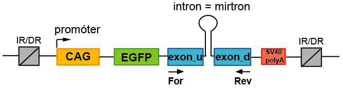 A B fluoreszcens fény: