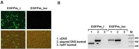 20. ábra. Egér intront (EGFPm_i), illetve annak splicing mutáns verzióját (EGFPm_isc) tartalmazó módosított EGFP szekvencia expressziója.