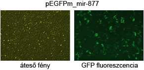 vizsgálatához olyan mir- 877 és mir-1226 konstrukciókat készítettünk, amelyekben az 5 splice donor (SD) hely mutáns: az intronikus