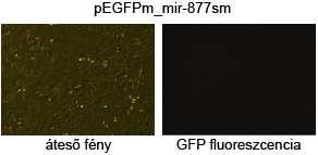 Az 5 splice hely mutáns mirtronokat (mir-877sm és mir-1226sm) tartalmazó konstrukciókat HeLa sejtekbe transzfektálva nem kaptunk EGFP