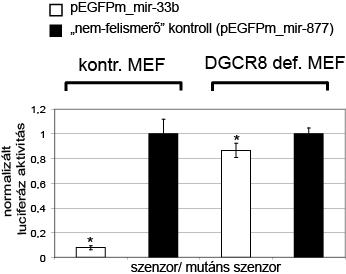 keletkezni belőle, és az érési folyamat splicing függő, de a Drosha/DGCR8 komplex működésétől független. Ez azt jelenti, hogy a mirtron mirns biogenezis útvonal létezik emlősökben/emberben.