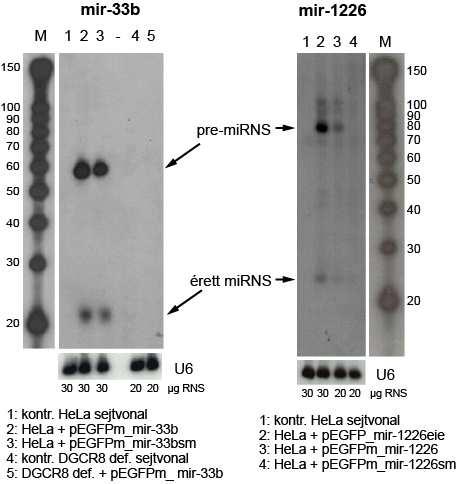 formáját és az érett mirns-t is sikerült kimutatni mind a vad típusú, mind a splicing mutáns konstrukciók expresszálását követően.