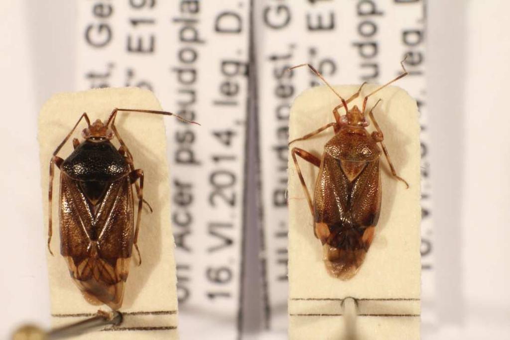 4.2. A Deraeocoris flavilinea (A.