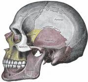 Sejt válaszv laszúton Menni vagy nem menni? Étel? Ital Dr. Kőhidai K LászlL szló Dr. Láng L Orsolya Dr.