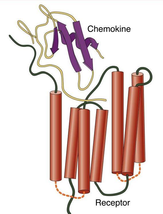 Kemokin receptorok kemokin GAG receptor