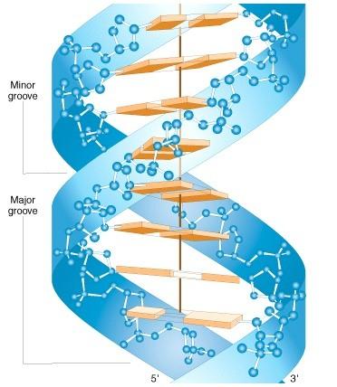 A DNS kettős spirál létra modellje A cukor gyűrű síkja majdnem merőleges a bázisok síkjára A víztaszító bázisok szoros egymásra fekvése a víz kiszorítása által