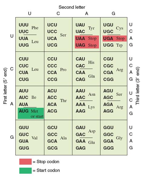 A genetikai kód Kodon: egy aminosavat kódoló bázishármas (64) Met, Trp egy kodon
