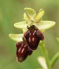 Kosborfélék Orchidaceae