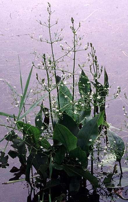 Vízi hídőr Alisma plantago-aquatica 0.6-1.