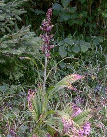 Veratrum