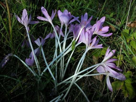 Colchicum