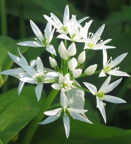 Medvehagyma Allium ursinum keskeny, megnyúlt hagymájú évelő (Ge) Levél: hosszú nyelű, széles-tojásdad, hegyes, kopasz, erősen aromás illatú Virágzat: hosszú