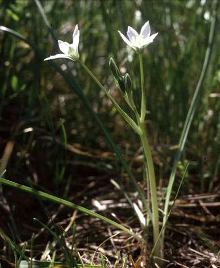 Ernyős sárma Ornithogalum umbellatum 10-30 cm, tojásdad hagymájú évelő (Ge) Levelei tőállók, szálasak, hosszuk mint a száré, földre lehajlók Virágzata sátorozó fürt.