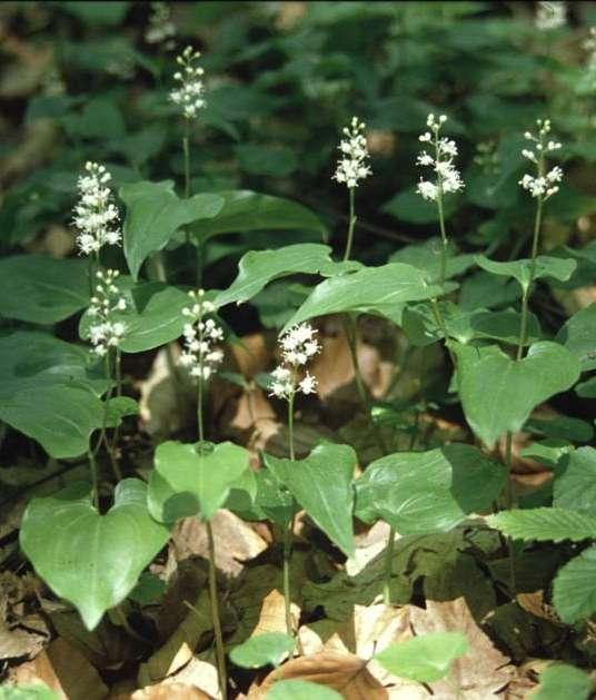 Árnyékvirág Majanthemum bifolium csak EMH Tarackos, a virágzó száron 2, a meddőn általában 1 levelet viselő, kis termetű növény (Ge) Levél: szíves-tojásdad, rövid nyelű, kopasz Virág: fehér, végálló,