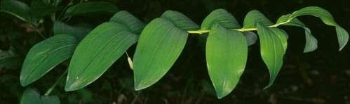 Fürtös salamonpecsét Polygonatum multiflorum 30-80 cm, vastag, fehéres gyöktörzsű évelő (Ge). Szára hengeres. Világoszöld, fiatalon szürkés árnyalatú levelei elliptikusak, kopaszak.