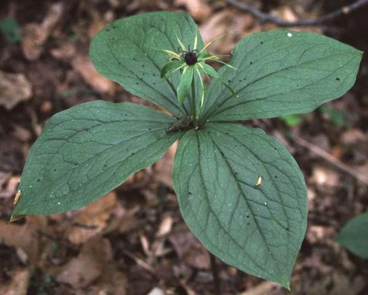 Farkasszőlő Paris quadrifolia 15-40 cm magas, tarackos évelő (Ge) Levél: 4 tagú örvben áll, tojásdad, hegyes, ép Virág: magános, hosszú kocsányú, 8 zöldes-sárgás leplű, melyek közül a külső 4