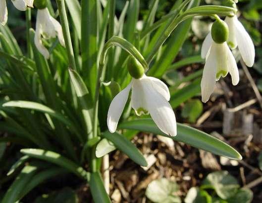 Hóvirág Galanthus nivalis Hagymás évelő, tőálló levelekkel és magános tőkocsánnyal (Ge) Levél: párosával, szálas, tompa csúcsú, matt zöld Virág: bókoló, a külső lepel hosszabb, fehér, a belső