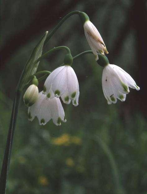 Leucojum