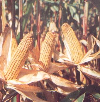 A kukoricahibridek agroökológiai műtrágya optimumai 1995-2005.