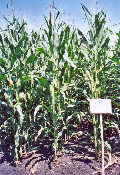 A vetésidő hatása a kukorica fejlődésére 2006. július 10