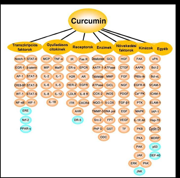 Kurkumin molekuláris célpontjai Gátolja különböző proteinkinázok aktivitását, pl.