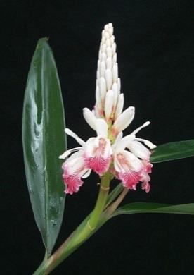 Galangae rhizoma kínai gyöbér gyökértörzs Alpinia officinarum Hance (Zingiberaceae) Drog: szárított rizóma; a drog szárítás közben intenzív barnára színeződik (flobafének képződése miatt: nagy