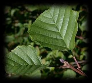 forrásai Betulaceae Betula