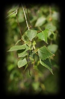 platyphylla, B.