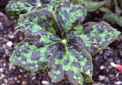 Sinopodophyllum hexandrum (Royle) T.S.Ying (syn. Podophyllum emodi Wall. ex Hook.f.