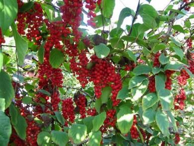 Schisandra chinensis (Turcz.) Baill.