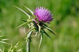 Silybi mariani fructus máriatövis termés Silybum marianum (L.) Gaertn.