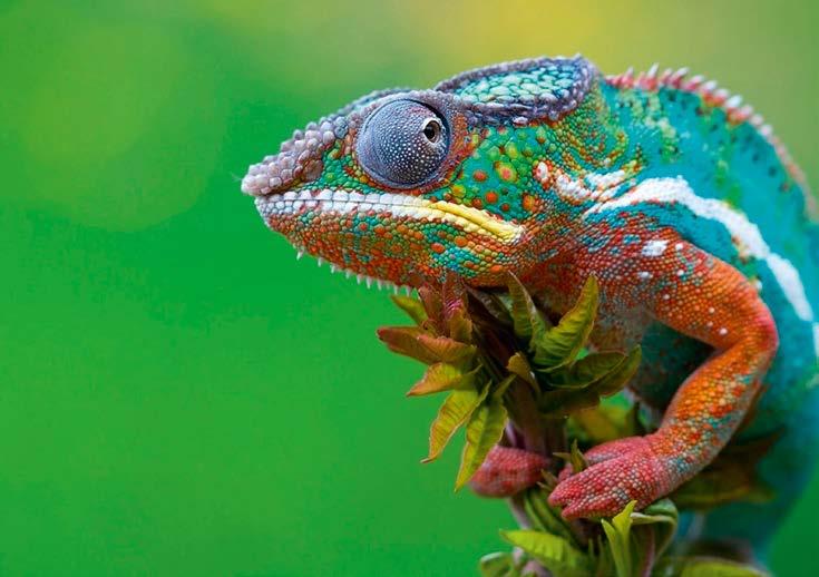 Kalandkirándulás Madagaszkáron Kevés szebb helyet találunk a világon, mint Madagaszkár. Fantasztikus élővilággal és természeti kincsekkel rendelkezik az Afrika mellett elterülő sziget.