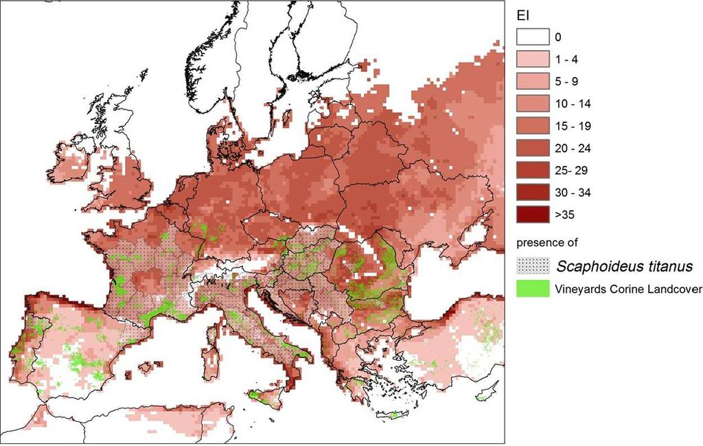 Az amerikai szőlőkabóca lehetséges európai megtelepedése az 1999 2010 közötti éghajlati adatok alapján (JRC) (AGRI4CAST, CLIMEX szoftver ), az európai borvidékek feltüntetésével (CLC 2000, 2006) 25