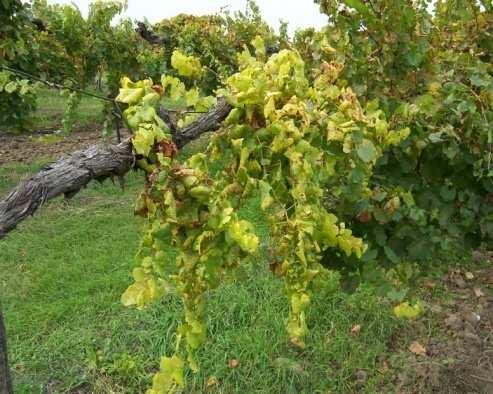 A szőlő aranyszínű sárgaság betegség és fő terjesztője Szőlő aranyszínű sárgaság fitoplazma Flavescence dorée, FD Candidatus Phytoplasma vitis Amerikai szőlőkabóca Scaphoideus titanus