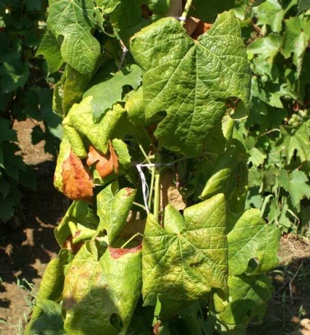 Szőlő aranyszínű sárgaság fitoplazma Grapevine flavescence dorée phytoplasma(fd) Candidatus Phytoplasma vitis Kimutatás: Szőlőben (2013 óta 7 megye): de