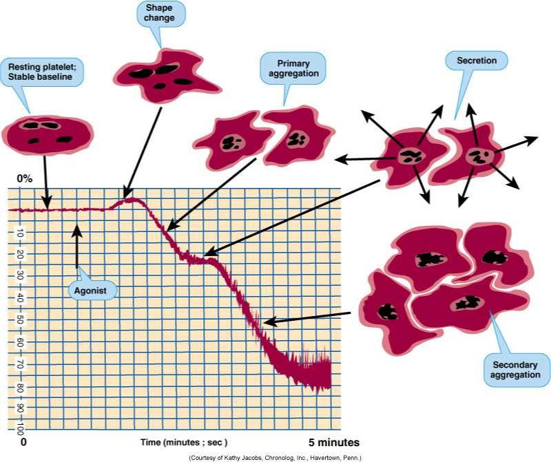 - ADP (1-10mmol/l) P2Y1, P2Y12 receptor - Arachidonsav (500mmol/l) TPα/TPβ - Ristocetin (0,5-1,5 mg/ml) GPIb/V/IX receptor, vwf - Thrombin (0,1-0,5 IU/ml) PAR1/PAR4/GPIbα/GPV - Epinephrine