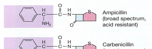 Félszintetikus penicillinek 19 A penicillin hatásmechanizmusa: