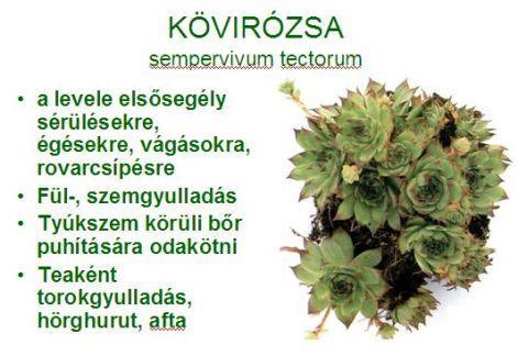 A háztetők tetejére ültették, hogy elhárítsa a villámcsapást. Innen ered a mennykővirág, égdörgőfű elnevezés is. A legenda szerint véd a villámlás-tűz, boszorkányság ellen.