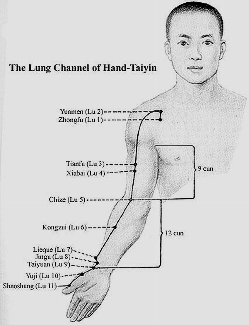 -1- Tüdő-csatorna (Fei-Tüdő) Kézi/Kari Nagy Yin Tüdő-csatorna Mu T 1, Shu Hh 13, Yuan Tü 9, Luo Tü 7, Yin/Yang