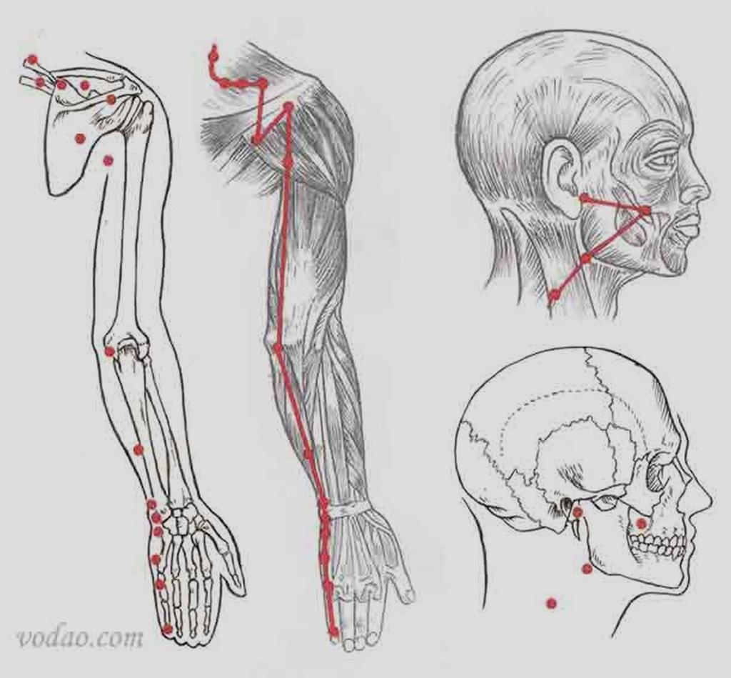 - 20 - Véb-8 : XiaoHai - Föld pont A könyökizület mögött, behajlított karnál az olecranon és epocondylus mediális között Véb-9 : JianZhen A hátsó hónaljredő felső végétől 1 cunnal Véb-10 : NaoShu Az